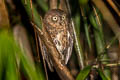 Sula Scops Owl Otus sulaensis