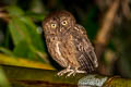 Sula Scops Owl Otus sulaensis