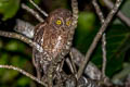 Sula Scops Owl Otus sulaensis