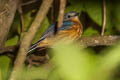 Sulawesi Blue Flycatcher Cyornis omissus