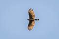 Sulawesi Hawk-Eagle Nisaetus lanceolatus