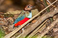 Sulwesi Pitta Erythropitta celebensis Erythropitta celebensis