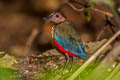 Sulwesi Pitta Erythropitta celebensis Erythropitta celebensis