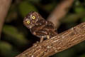 Sulawesi Scops Owl Otus manadensis manadensis