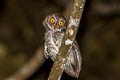 Sulawesi Scops Owl Otus manadensis mendeni