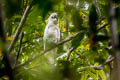 Sulphur-crested Cockatoo Cacatua galerita triton