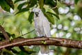 Sulphur-crested Cockatoo Cacatua galerita triton