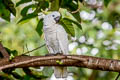 Sulphur-crested Cockatoo Cacatua galerita triton