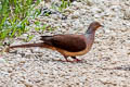 Sultan's Cuckoo-Dove Macropygia doreya albiceps