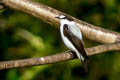 Torrent Flyrobin Monachella muelleriana muelleriana