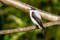 Torrent Flyrobin Monachella muelleriana muelleriana