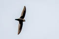 Uniform Swiftlet Aerodramus vanikorensis yorki