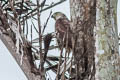 Variable Goshawk Accipiter hiogaster griseogularis