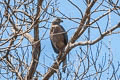 Variable Goshawk Accipiter hiogaster griseogularis