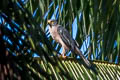 Variable Goshawk Accipiter Tachyspiza griseogularis
