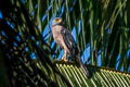 Variable Goshawk Accipiter Tachyspiza griseogularis