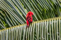 Violet-necked Lory Eos squamata squamata