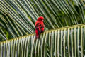 Violet-necked Lory Eos squamata squamata