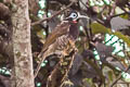 Vogelkop Melidectes Melidectes leucostephes