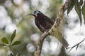 Vogelkop Melidectes Melidectes leucostephes