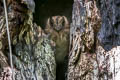Vogelkop Owlet-nightjar Aegotheles affinis