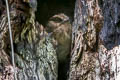 Vogelkop Owlet-nightjar Aegotheles affinis