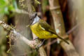 Vogelkop Whistler Pachycephala meyeri