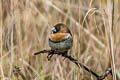 Western Alpine Mannikin Lonchura montana