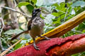 Western Parotia Parotia sefilata