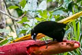 Western Parotia Parotia sefilata