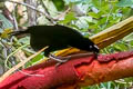 Western Parotia Parotia sefilata