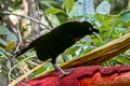 Western Parotia Parotia sefilata
