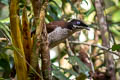 Western Parotia Parotia sefilata
