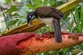 Western Parotia Parotia sefilata