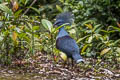 Western Crowned Pigeon Goura cristata