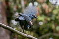 Western Crowned Pigeon Goura cristata