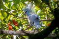 Western Crowned Pigeon Goura cristata