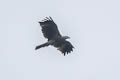 Brahminy Kite Haliastur indus girrenera