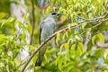 White-bellied Cuckooshrike Coracina papuensis papuensis