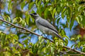 White-bellied Cuckooshrike Coracina papuensis papuensis