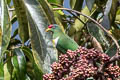 White-bibbed Fruit Dove Ptilinopus rivoli