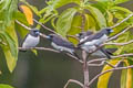 White-breasted Woodswallow Artamus leucorynchus leucopygialis