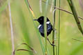 White-shouldered Fairywren Malurus alboscapulatus aida