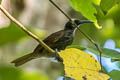 White-streaked Friarbird Melitograis gilolensis