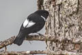 White-winged Robin Peneothello sigillata