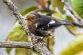White-winged Robin Peneothello sigillata