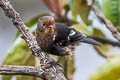 White-winged Robin Peneothello sigillata