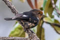 White-winged Robin Peneothello sigillata