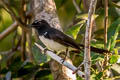 Willie Wagtail Rhipidura leucophrys melaleuca (Willie Fantail)