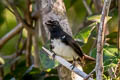 Willie Wagtail Rhipidura leucophrys melaleuca (Willie Fantail)